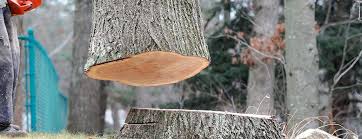 Best Tree Trimming and Pruning  in Olathe, CO