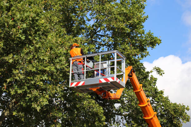 Best Arborist Consultation Services  in Olathe, CO