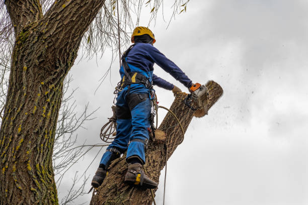 Best Hedge Trimming  in Olathe, CO