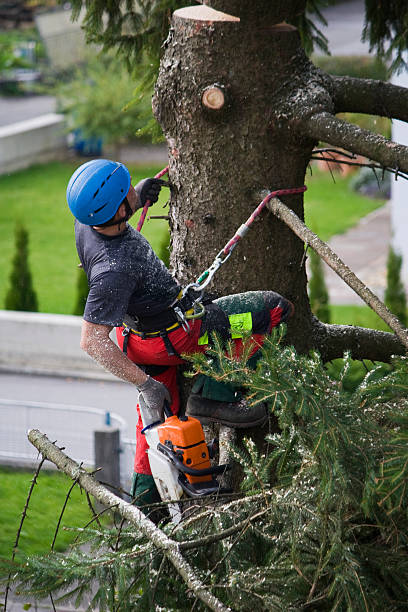 Best Lawn Pest Prevention  in Olathe, CO