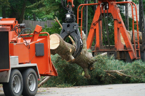 Best Lawn Drainage Solutions  in Olathe, CO