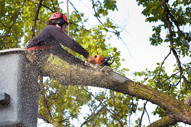 Best Leaf Removal  in Olathe, CO